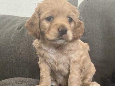 Crocker Spaniel mix