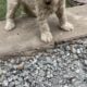 Goldendoodles F1B