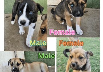 FREE puppies