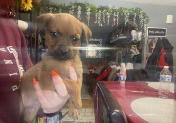 2 month old Rottweiler mix