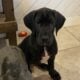 Great Dane Puppies