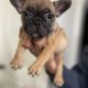 Puppies