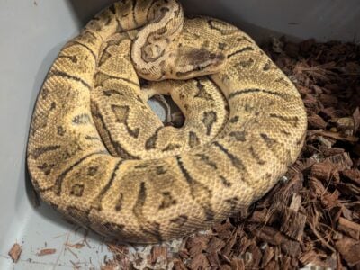 Pastel Pinstripe GHI Male
