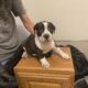 Bull mix puppies