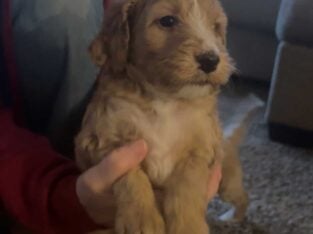 Golden doodle Miniature Poodle Puppies