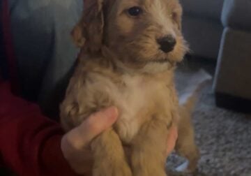 Golden doodle Miniature Poodle Puppies