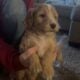 Golden doodle Miniature Poodle Puppies