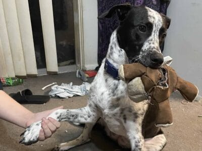 Rehome Dog