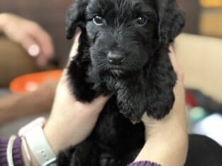 Aussie doodle puppies ready 12/21