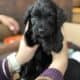 Aussie doodle puppies ready 12/21