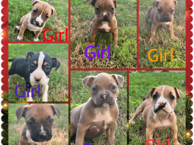 Bullies for sale