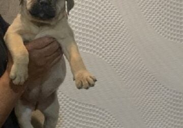 Top quality BullMastiff puppies available now 2024