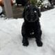 Aussie doodle puppies ready 12/21