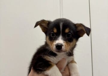 Auggie (Australian Shepherd/Corgi mix) Sassy