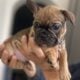 Puppies