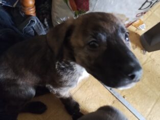 Shepherd/pitt/mastiff mix puppies