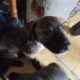 Shepherd/pitt/mastiff mix puppies