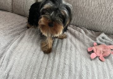 Full blooded Yorkshire Terrier