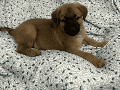 Puppies for sale