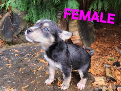 Border Collie/ French bulldogs Puppies