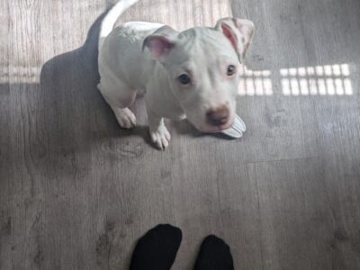 Sweet pitty puppy ghost