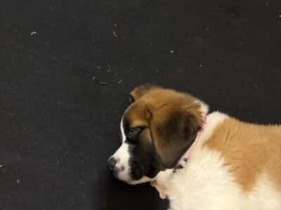 12 weeks,