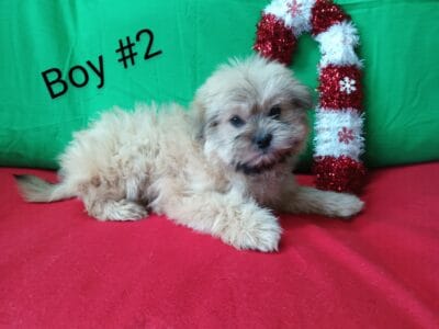 Shih Tzu Puppies