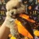 Purebred Pomeranians