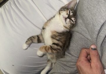 Pepper