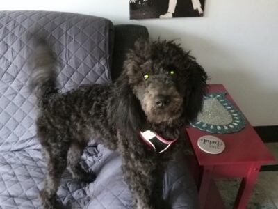 Black poodle Bichon frise mix