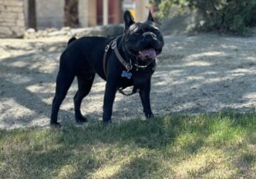 Rehoming Blue French Bulldog