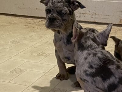 French Bulldog Puppies