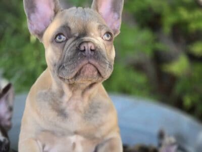 French bulldog puppies
