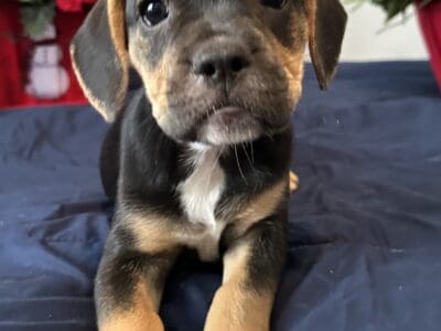 Beautiful Puppies need Forever Home