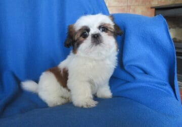 Beautiful imperial Shih Tzu puppy