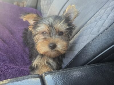 Purebred Yorkshire Terrier Puppy Arizona