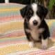 Mini American/ Australian Shepherd Puppy