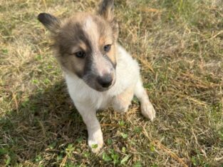Free Border Collie Mix – Born 9/2 Puppy White