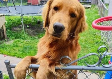 Rehoming my Golden Retriever