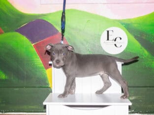 Pocket Bully Puppy for Adoption – Prince