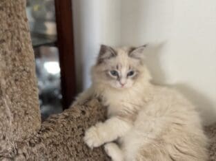 Hypoallergenic Siberian kittens with blue eyes