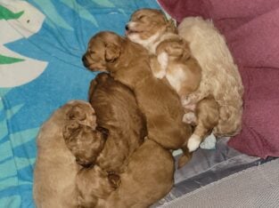 Lhasapoo puppies