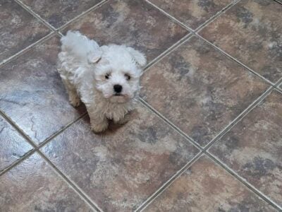 Puppies for sale