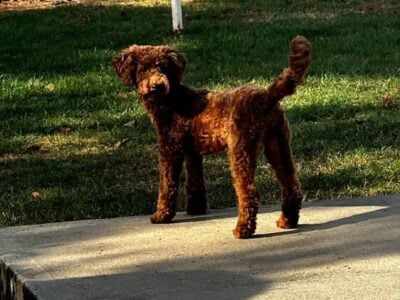 Mini Golden doodle
