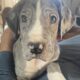 Great Dane Puppies