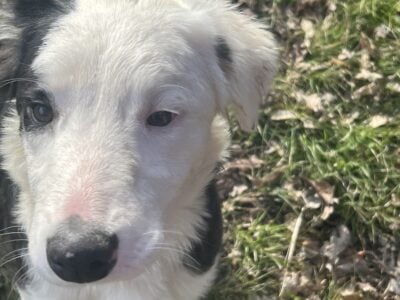 Border collie puppies