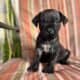 Cane Corso puppies ready for their new home!