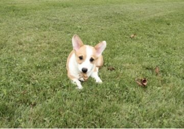 Corgi