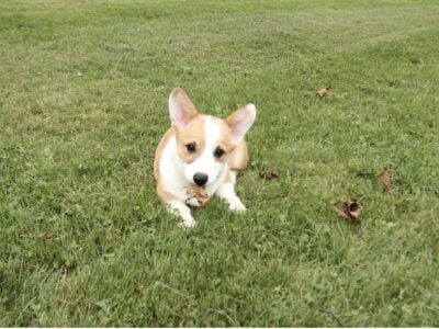 Corgi