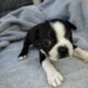 Boston terrier puppies getting ready for their for